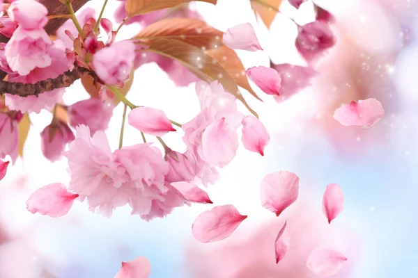 Belle Fleur Sakura Rose Pétales Volants Gros Plan — Photo