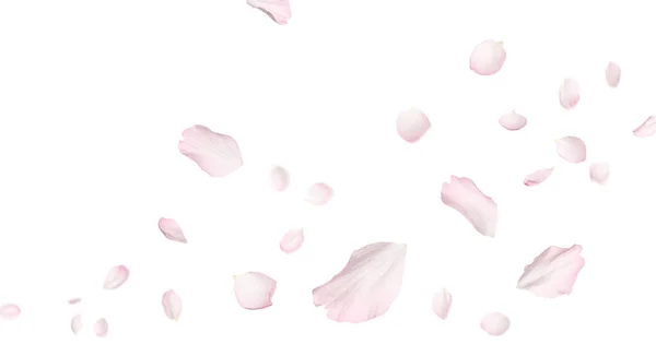 Bellissimi Petali Fiori Sakura Che Volano Sfondo Bianco Design Banner — Foto Stock