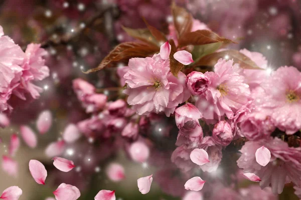 Hermosa Sakura Floreciente Pétalos Voladores Aire Libre Día Primavera — Foto de Stock