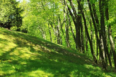 Güneşli bir günde parkta yeşil yapraklı güzel ağaçlar