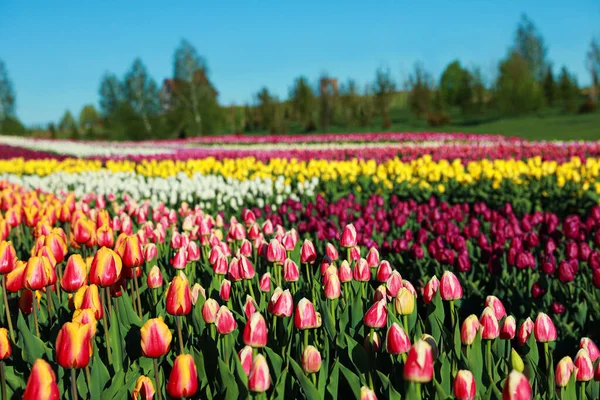 Bela Vista Campo Com Tulipas Florescentes Dia Ensolarado — Fotografia de Stock