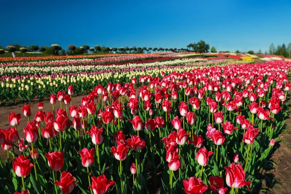 Bela Vista Campo Com Tulipas Florescentes Dia Ensolarado — Fotografia de Stock