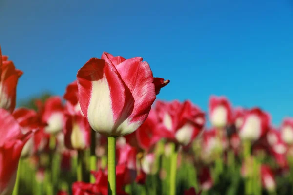 Tulipes Fleurs Dans Les Champs Par Jour Ensoleillé Gros Plan — Photo