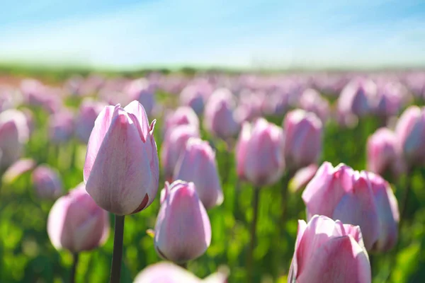 Tulipes Fleurs Dans Champ Jour Ensoleillé Gros Plan — Photo