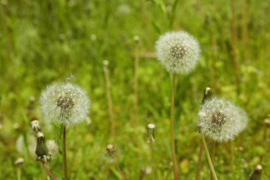 Güzel pofuduk karahindibalar, yakın çekim manzarası.