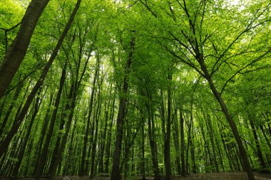 Parkta yüksek ağaçlar ve alçak manzaralı güzel bir manzara.