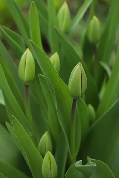 Schöne Ungeöffnete Tulpenknospen Freien Frühlingstag Nahaufnahme — Stockfoto