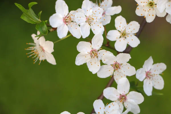 Κερασιά Λευκά Άνθη Πράσινο Φόντο Κοντινό Πλάνο Εαρινή Περίοδος — Φωτογραφία Αρχείου