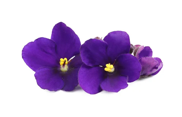 Фіолетові Квіти Фіолетової Рослини Ізольовані Білому — стокове фото