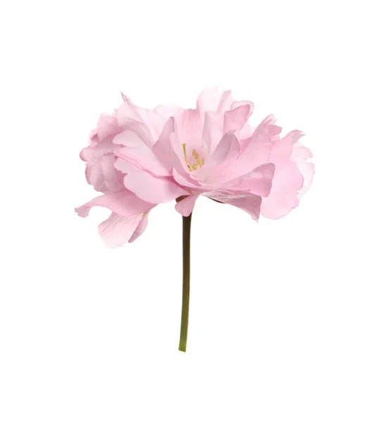 Розовая Сосиска Изолированная Белом — стоковое фото