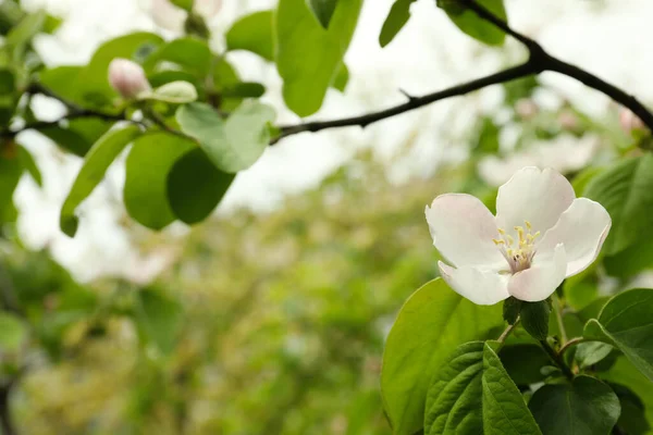 Árvore Marmelo Florescente Livre Vista Perto Primavera — Fotografia de Stock