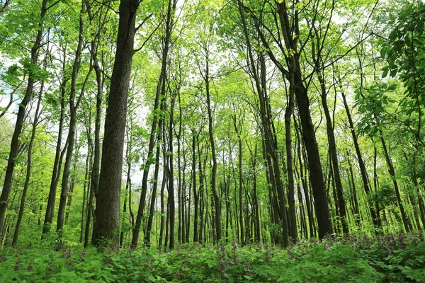 Пейзаж Высокими Деревьями Парке Вид Низким Углом — стоковое фото