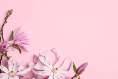 Pembe arka planda güzel çiçekleri olan manolya ağacı dalları. Metin için boşluk