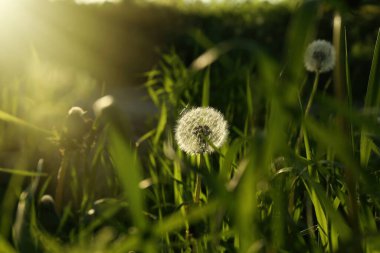 Güneşli bir günde dışarıda yetişen tüylü güzel karahindibalar. Çayır çiçekleri