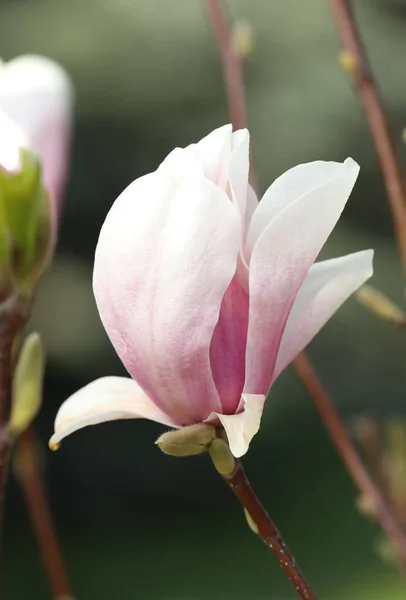 Bela Flor Magnolia Ramo Árvore Livre Close — Fotografia de Stock