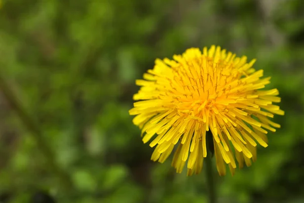 Bellissimo Dente Leone Giallo Che Cresce All Aperto Primo Piano — Foto Stock