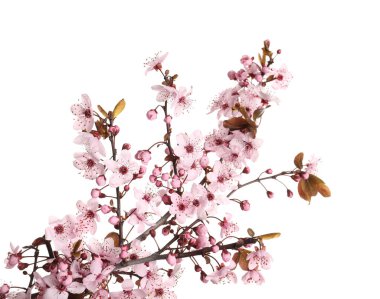 Güzel pembe çiçekleri olan Sakura ağacı dalları beyazlar üzerinde izole edilmiş.