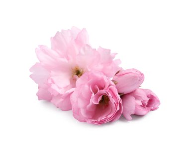 Güzel pembe sakura çiçekleri beyaz renkte izole edilmiş.