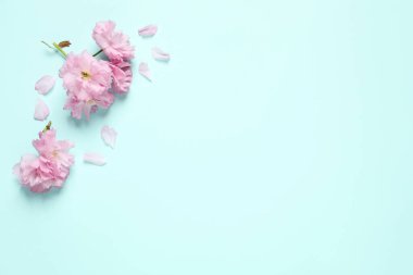Turkuaz arka planda güzel sakura ağaçları çiçek açar. Metin için boşluk
