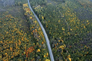 Güzel sonbahar ormanlarında yol manzarası