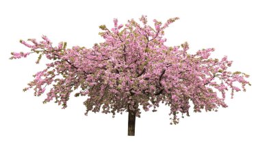 Beyaz arka planda çiçek açan güzel sakura ağacı. Pankart tasarımı