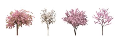 Beyaz arka planda çiçek açan güzel sakura ağaçları, kolaj. Pankart tasarımı