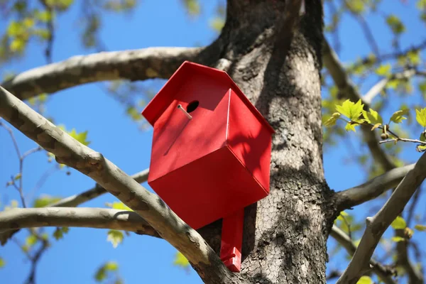 Casa Pájaro Rojo Tronco Del Árbol Aire Libre Vista Ángulo —  Fotos de Stock