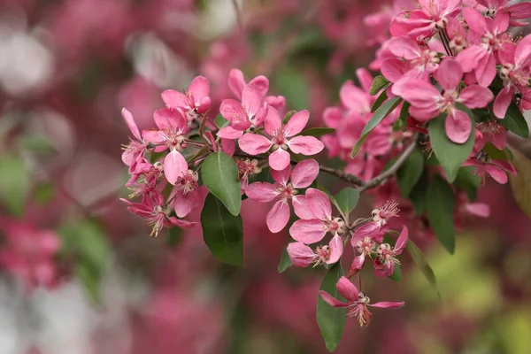 Vackra Körsbärsträd Med Rosa Blommor Utomhus Närbild Vårsäsong — Stockfoto