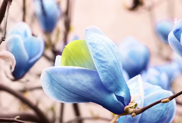 Prachtige Delicate Magnolia Blue Opal Boom Buiten Close Voorjaarsseizoen — Stockfoto