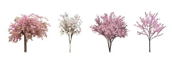 Красиві Квітучі Сакури Білому Тлі Колаж Дизайн Прапора — стокове фото