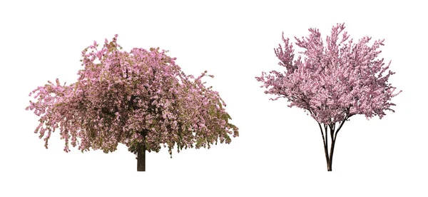 Beyaz Arka Planda Çiçek Açan Güzel Sakura Ağaçları Kolaj Pankart — Stok fotoğraf