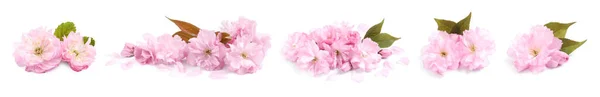 Set Met Prachtige Sakura Boom Bloemen Witte Achtergrond Banner Ontwerp — Stockfoto