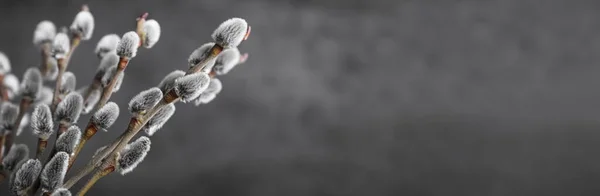 Beautiful Bouquet Pussy Willow Branches Grey Background Closeup View Space — Φωτογραφία Αρχείου