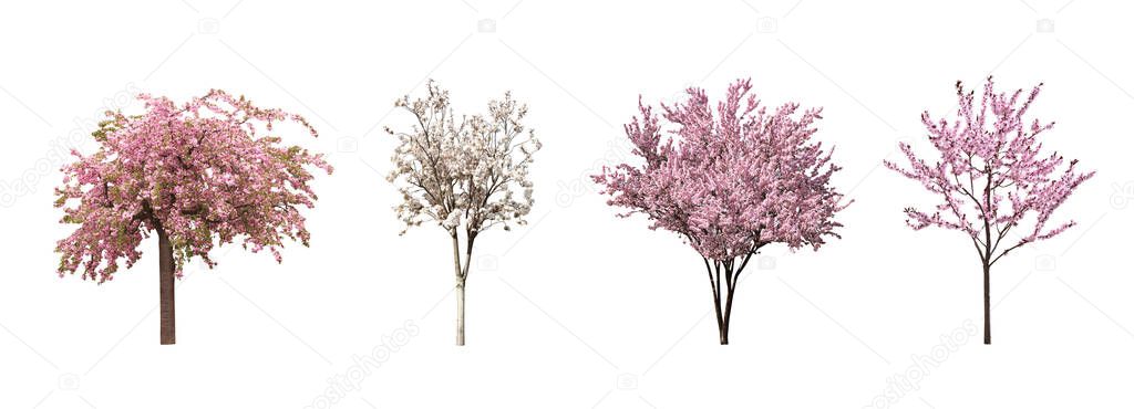 Beautiful blossoming sakura trees on white background, collage. Banner design