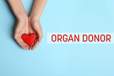 Organ bağışçısı. Kalbi açık mavi arka planda tutan kadın, üst manzara