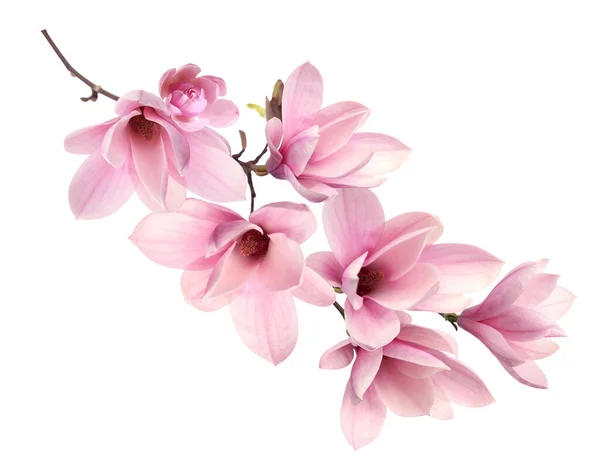 Piękne Różowe Kwiaty Magnolii Białym Tle — Zdjęcie stockowe