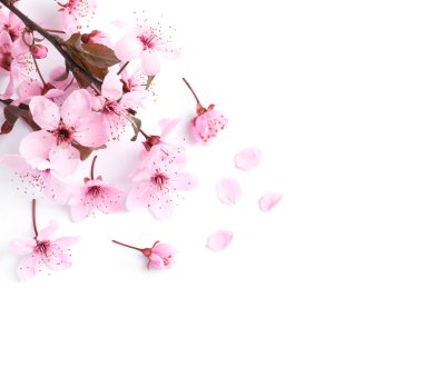 Güzel pembe çiçekleri olan Sakura ağaç dalı beyaz, üst manzara