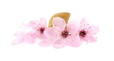 Güzel pembe sakura ağacı yaprakları beyaza ayrılmış.