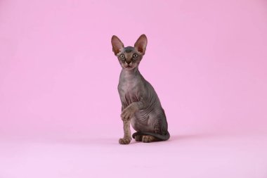 Pembe arka planda sevimli bir Sphynx kedisi. Yavru hayvan
