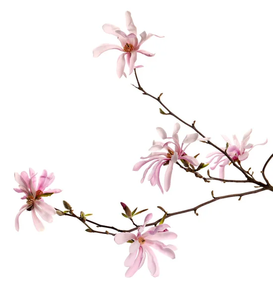 Magnolia Ramo Árvore Com Belas Flores Isoladas Branco — Fotografia de Stock