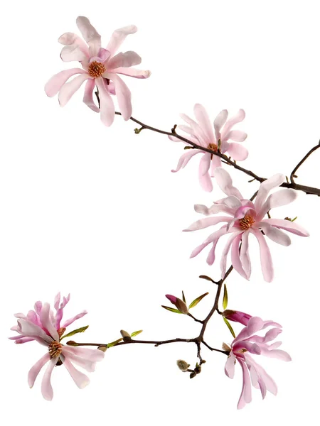 Magnolia Tree Branch Beautiful Flowers Isolated White — Stock Photo, Image