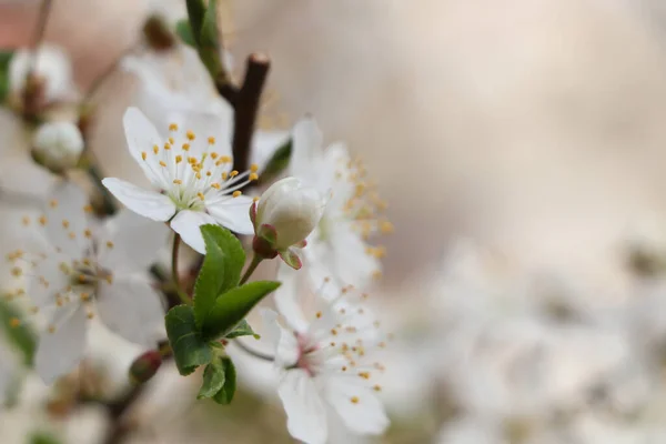 Białe Kwiaty Wiśni Rozmytym Tle Zbliżenie Miejscem Tekst Sezon Wiosenny — Zdjęcie stockowe