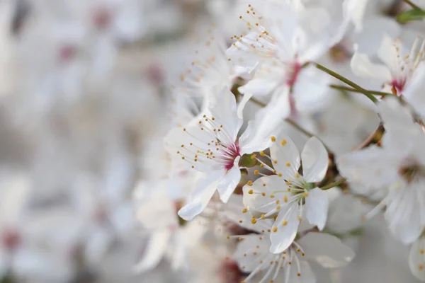 Białe Kwiaty Wiśni Rozmytym Tle Zbliżenie Miejscem Tekst Sezon Wiosenny — Zdjęcie stockowe