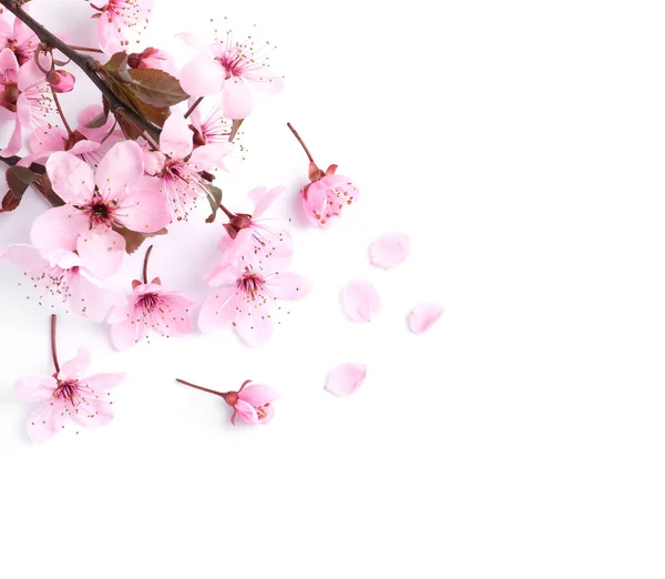 Ramo Dell Albero Sakura Con Bellissimi Fiori Rosa Isolati Bianco — Foto Stock