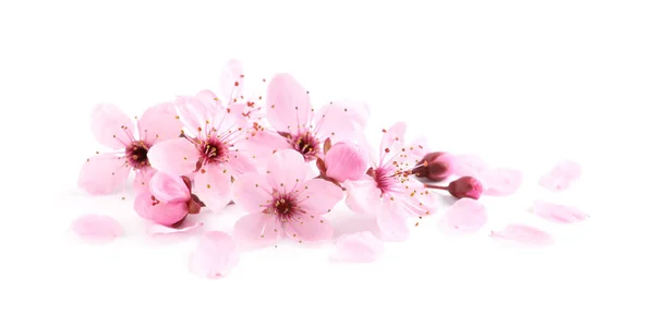 Bela Árvore Sakura Rosa Flores Isoladas Branco — Fotografia de Stock