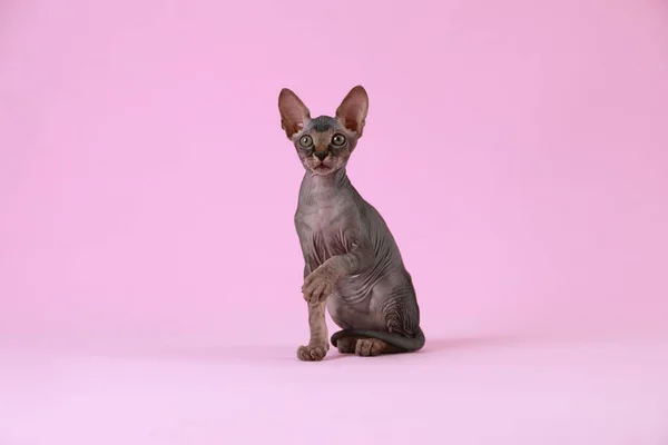 Uroczy Kociak Sphynx Różowym Tle Niemowlę — Zdjęcie stockowe