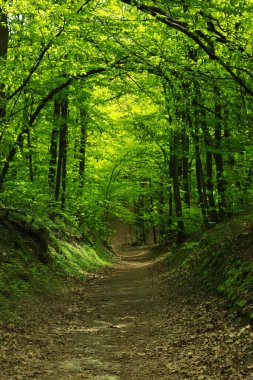 Parktaki uzun ağaçların arasında patikası olan güzel manzara.