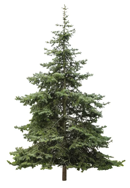 白色背景上美丽的常绿冷杉树 — 图库照片