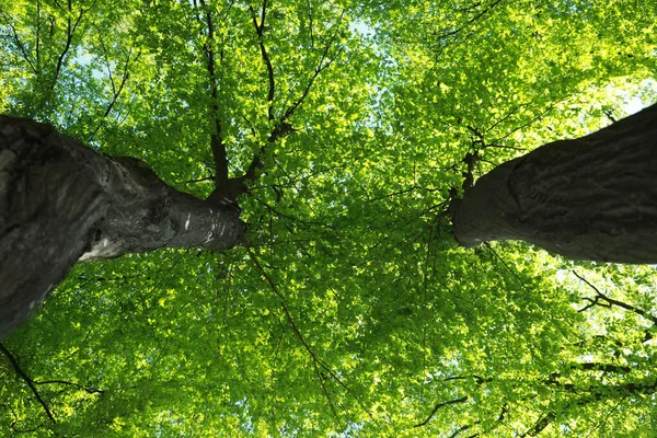 Krásné Stromy Zelenými Listy Venku Slunečného Dne Spodní Pohled — Stock fotografie