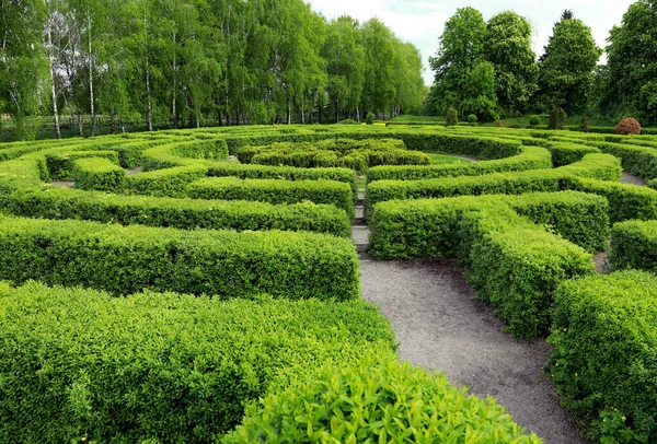 Beautiful view of green hedge maze on sunny day